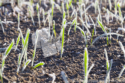 Image of green wheat in a frost