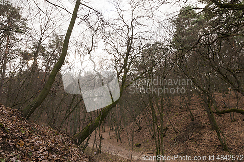 Image of Forest in autumn