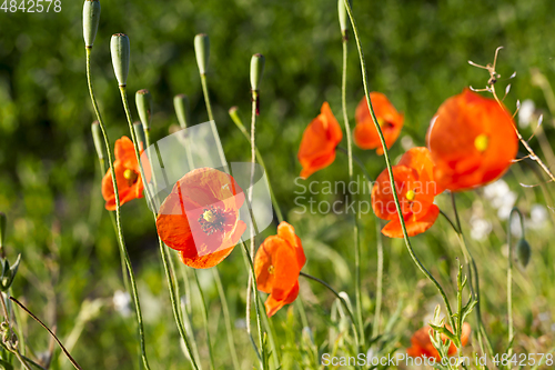 Image of red poppies in a field