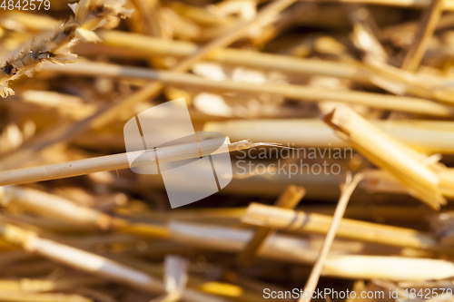 Image of pile of straw