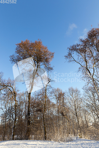 Image of winter forest, sunny weather