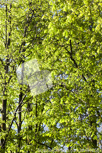 Image of trunks of chestnuts