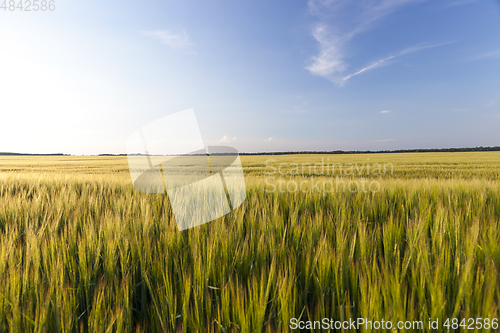 Image of green immature cereals