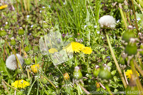 Image of Dandelion, close up