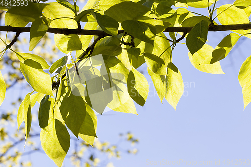 Image of translucent green leaf.