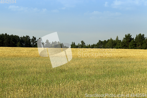 Image of Wheat fields