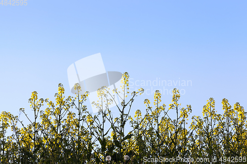 Image of yellow Brassica