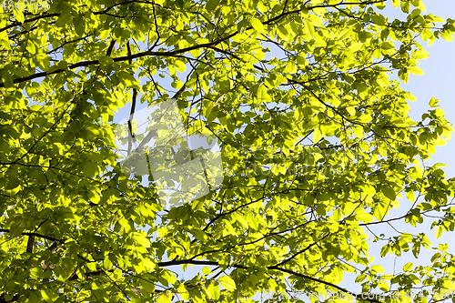 Image of Chestnut Tree