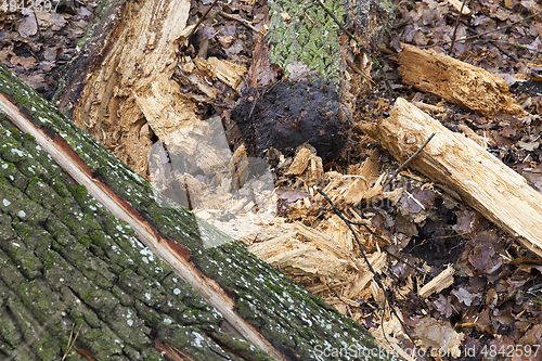 Image of Old broken trunk