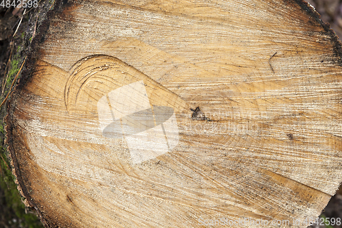 Image of Old logs, close-up