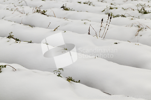 Image of Agriculture field, carrots