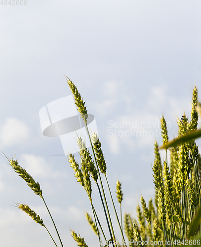 Image of unripe wheat field