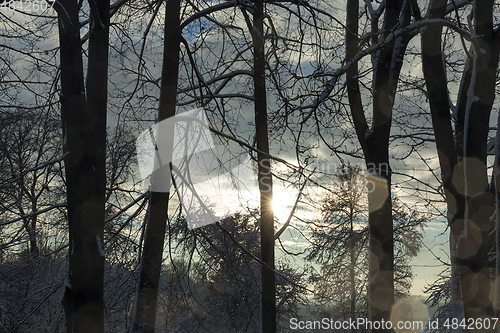 Image of trees under snow