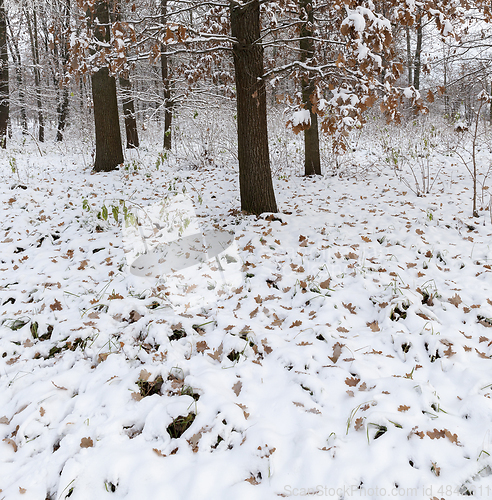 Image of Winter park with snow