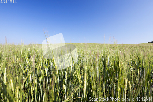 Image of Field with cereal