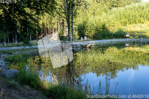 Image of pond in the summer forest