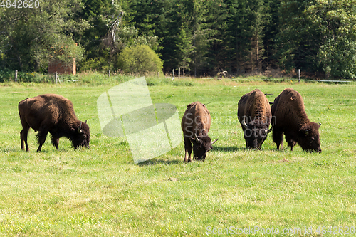 Image of American bison (Bison bison) simply buffalo