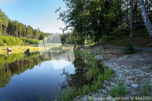 Image of pond in the summer forest