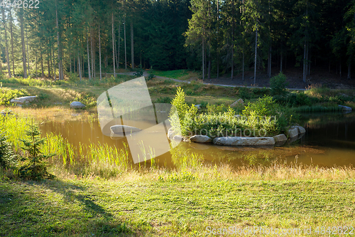 Image of pond in the summer forest