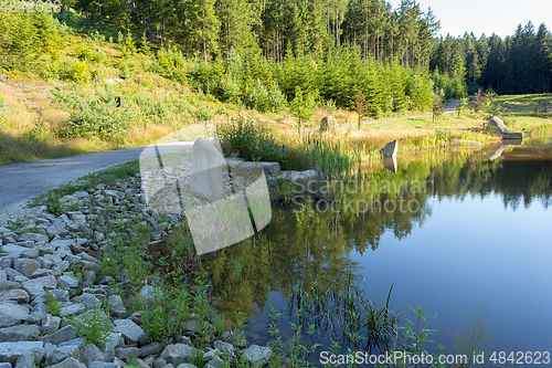 Image of pond in the summer forest