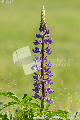 Image of purple lupinus flowers in summer meadow