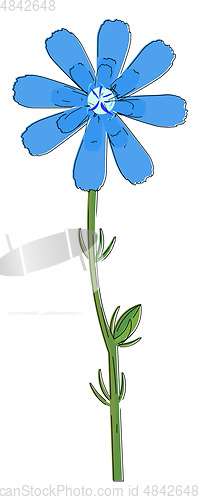 Image of Drawing of the chicory flower vector or color illustration