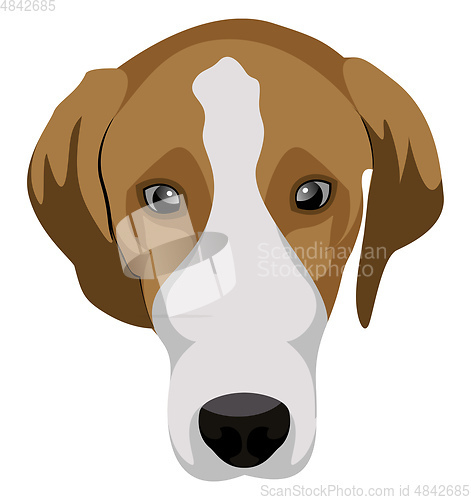 Image of Beagle illustration vector on white background