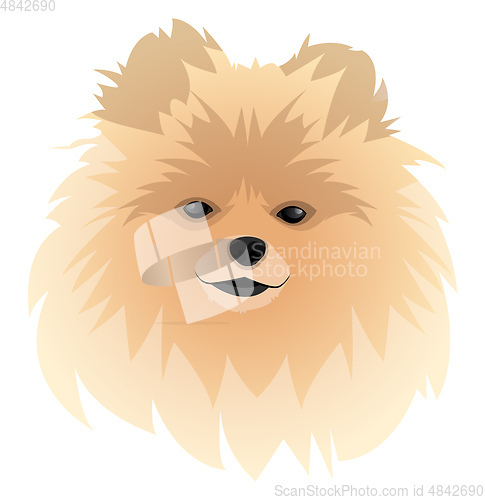 Image of Spitz illustration vector on white background