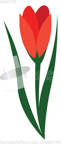 Image of Red flower illustration vector on white background 