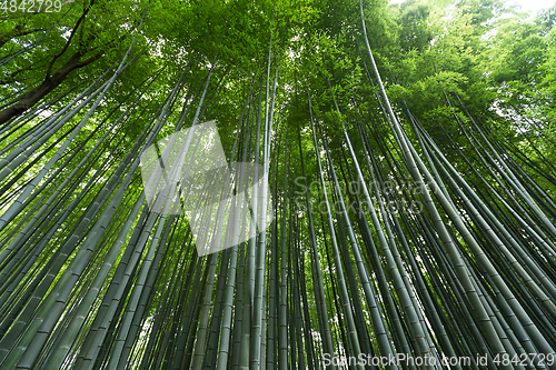 Image of Greenery Bamboo forest