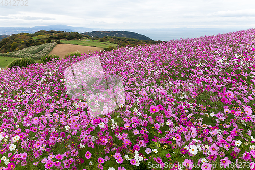 Image of Cosmos flower garden