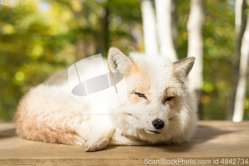 Image of Sleeping white fox