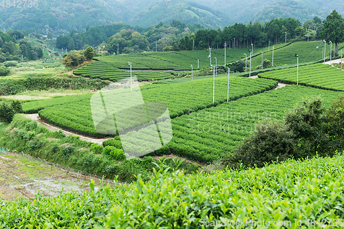 Image of Green tea meadow