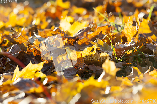 Image of The fallen maple leaves