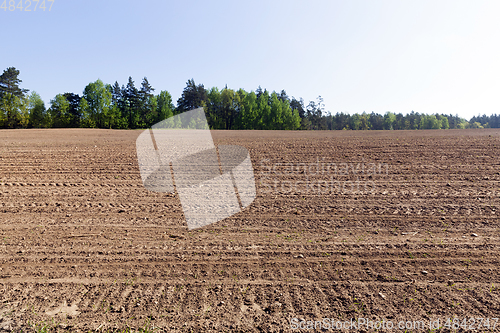 Image of new green maize sprouts