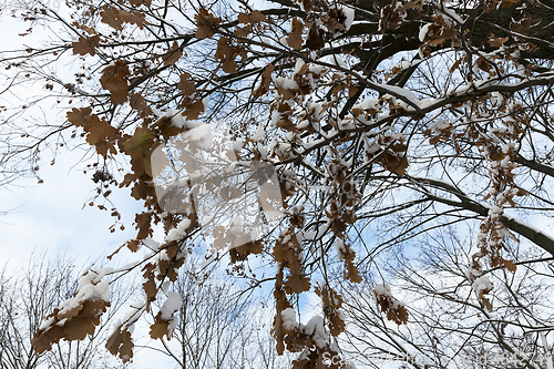 Image of trees in the forest in winter