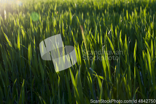 Image of An agricultural field with a crop