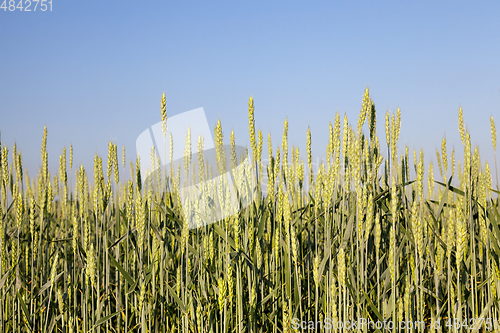 Image of green unripe cereal