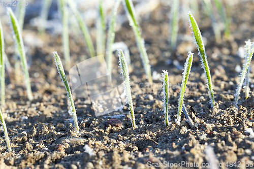 Image of agricultural plants, frost