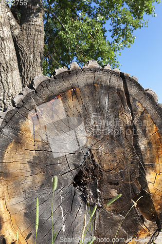 Image of long-truncated tree