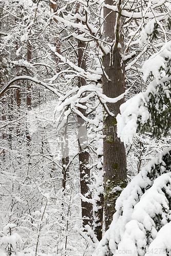 Image of Snow drifts in winter