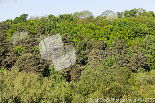 Image of Mixed forest