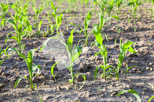 Image of green leaves of corn