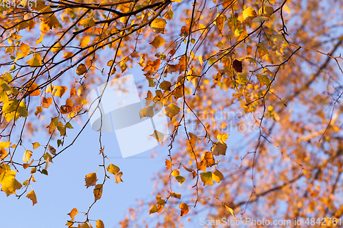 Image of Yellow foliage, autumn