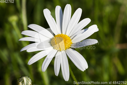 Image of White daisies, close-up