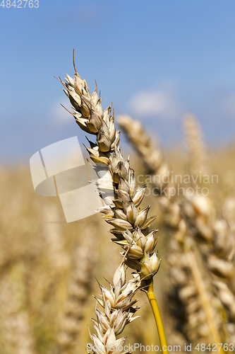 Image of Golden wheat field