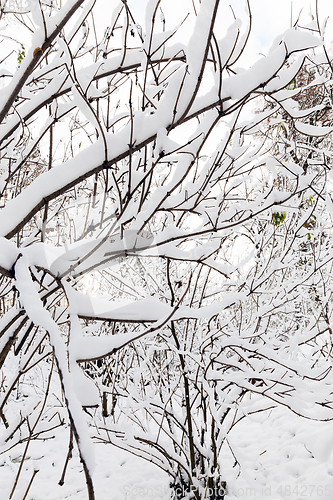 Image of trees covered with snow