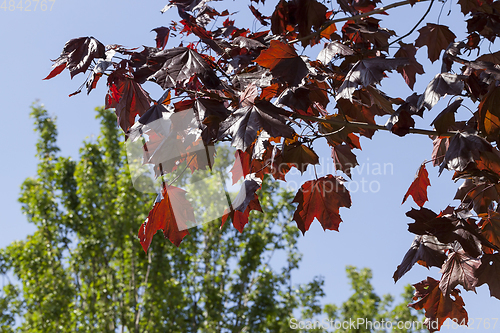 Image of Maple leaves, close up