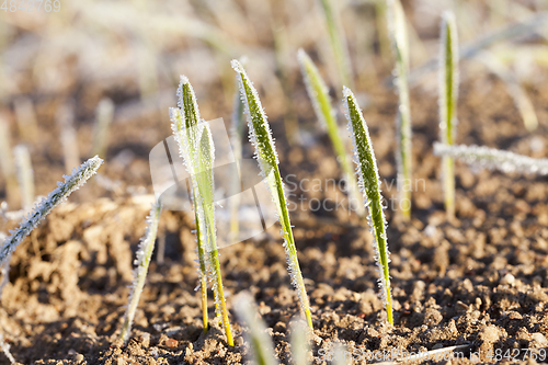 Image of green wheat in frost, close-up