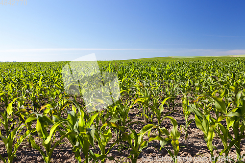 Image of Cornfields in field